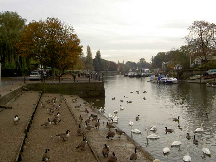 Waterbirds at the drawdock at the foot of Water Lane.